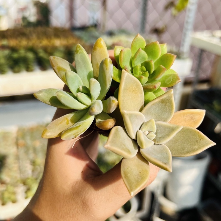 Combo 3 cây sen đá nhiều loại size vỉ giá rẻ, dễ trồng - Vườn Sen Đá Venus