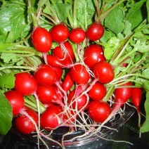 Hạt giống Củ cải tròn đỏ