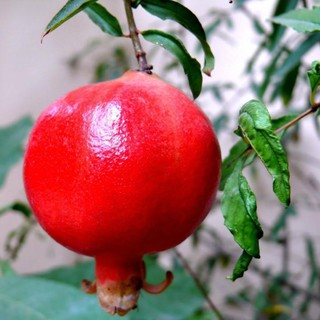 Hạt giống cây Lựu Lùn - 10 hạt