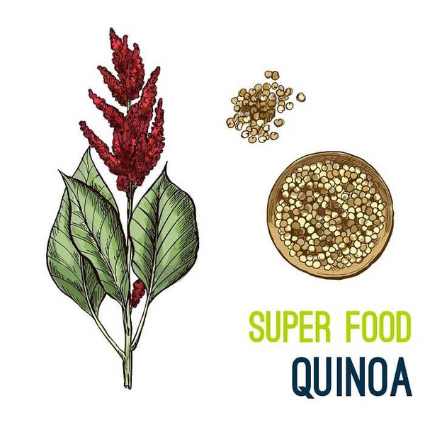 Hạt Quinoa (Diêm Mạch) Hữu Cơ Mix 3 loại 600g (hộp nhựa)