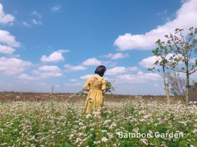 Hạt giống hoa Tam giác mạch - Bamboo Garden