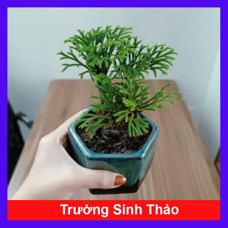 Cây Trường Sinh Thảo - cây cảnh bonsai