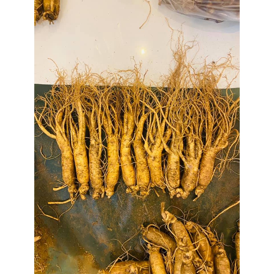 Nhân Tâm Tươi 6 năm 149.000/ củ size sâm trung 10 củ/kg Hàn Quốc | BigBuy360 - bigbuy360.vn