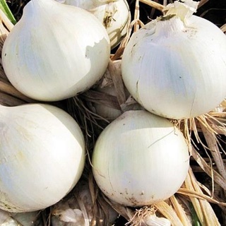 Hạt giống hành tây ban nha trắng 100 hạt