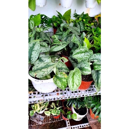 Trầu bà pháp cây bao đẹp
