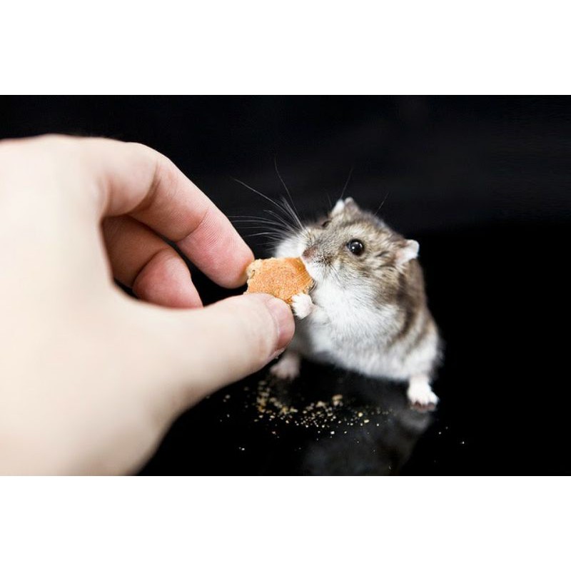 1kg ngũ cốc cho chuột ngũ cốc cho bọ ngũ cốc cho nhím ngũ cốc hamster ngũ cốc thỏ