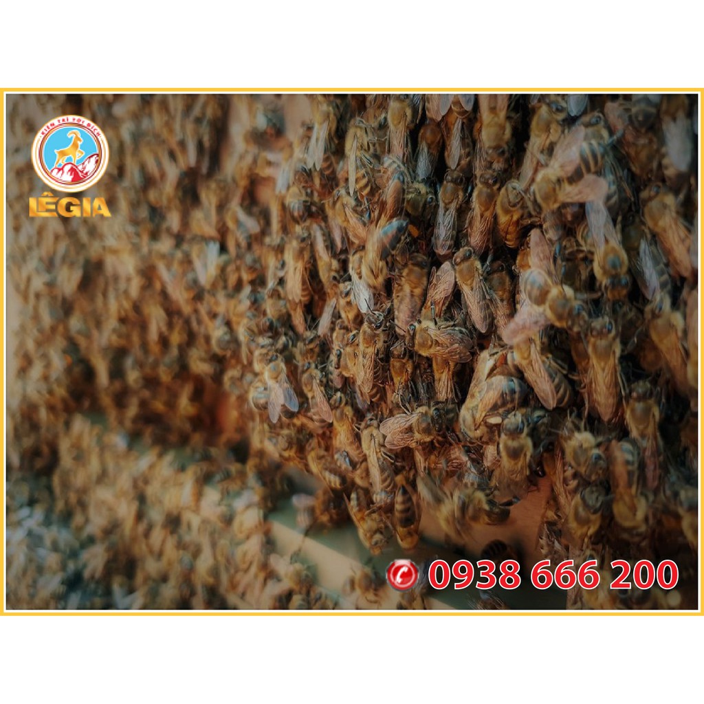 SIRUP Vị Mật Ong EURODELI 3KG (Ngọt thanh, đậm vị)