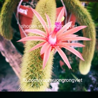 Xưồng rồng đuôi chồn vàng