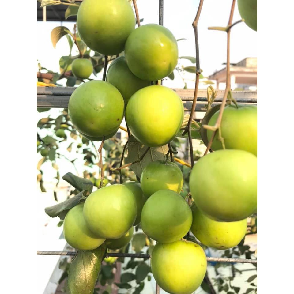 2 CÂY GIỐNG TÁO THÁI DA XANH