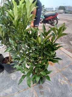 Cây quất ngọt