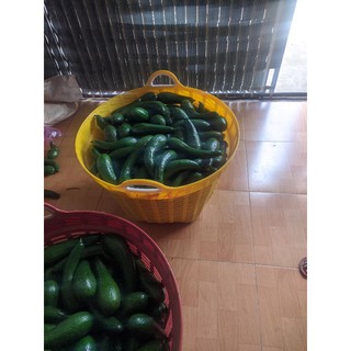 Bơ 034 Lâm Đồng loại 2-3