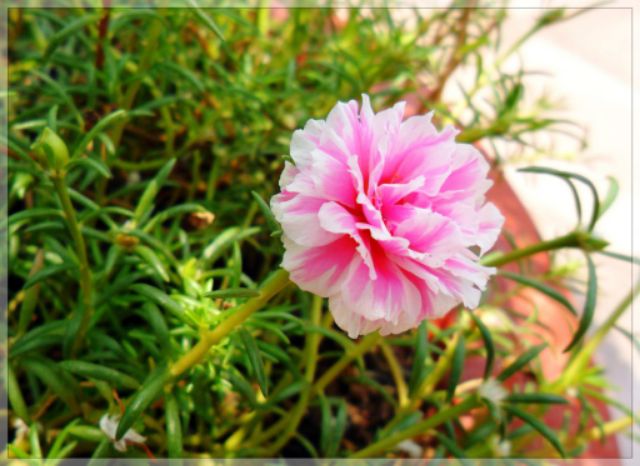 Chậu hoa 10h thái các màu- Hoa kiểng Nguyễn Lộc- Cây giống chất lượng cao