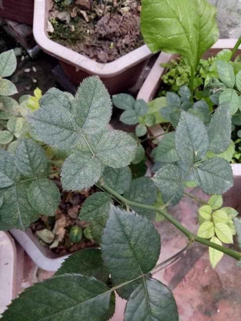 Thuốc đặc trị nhện đỏ cho hoa hồng