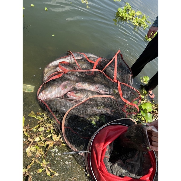 Mồi Câu Cá Mè Siêu Nhạy