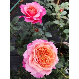 (1 chậu) cây hoa hồng nhật Miyabi Rose (hồng bụi)