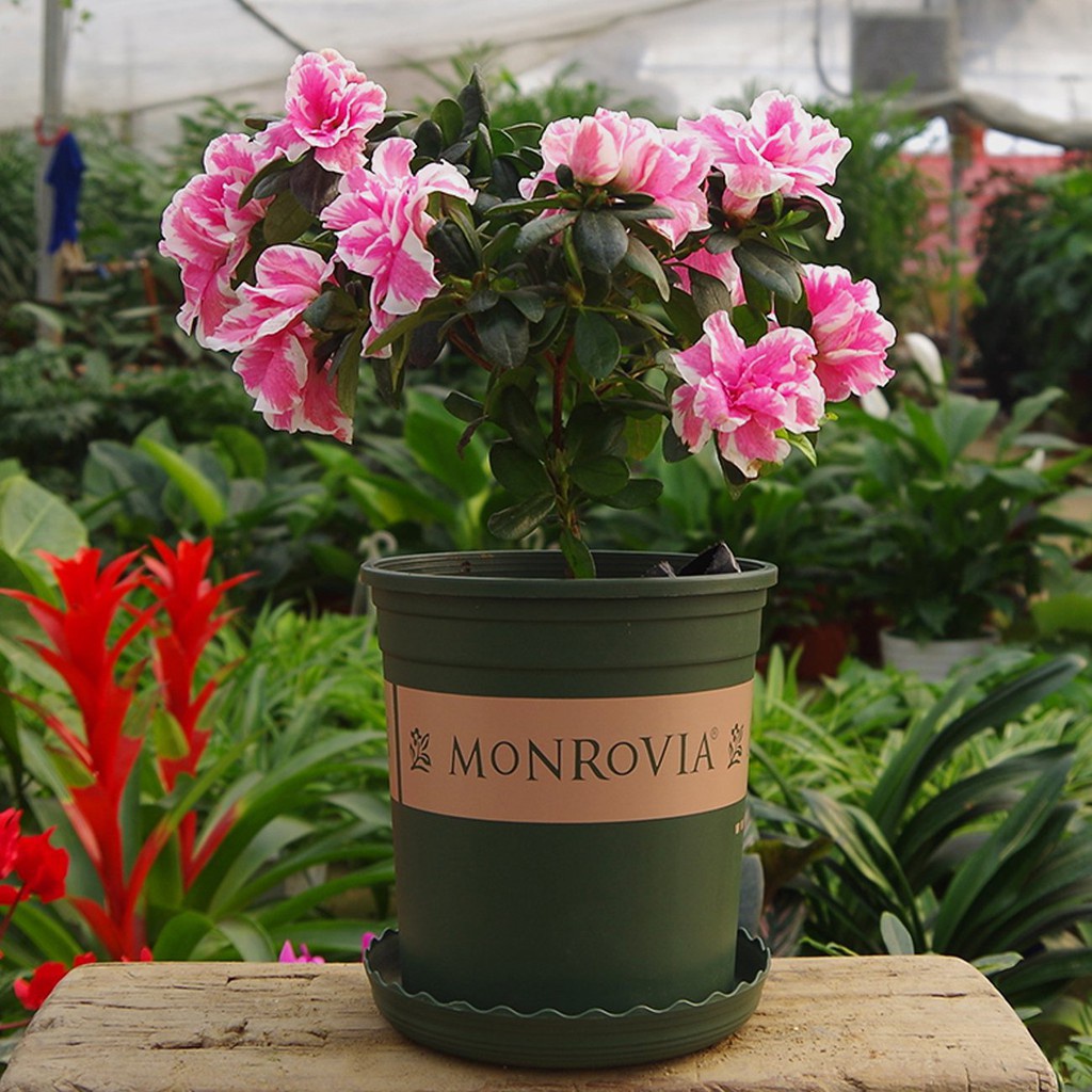 [HOT] COMBO 5 Chậu Nhựa Cao Cấp Monrovia 3gl &quot;24x26.5cm&quot; c/lượng, hg C/ty.