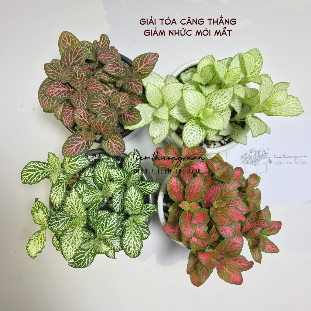 Cây cẩm nhung - Cây may mắn - Fittonia trang trí văn phòng và hạt giống - Tiệm Thường Xuân