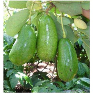 CÂY GIỐNG BƠ SÁP XANH SIÊU NGON SIÊU QUẢ- CAM KÊT GIỐNG CHUẨN F1