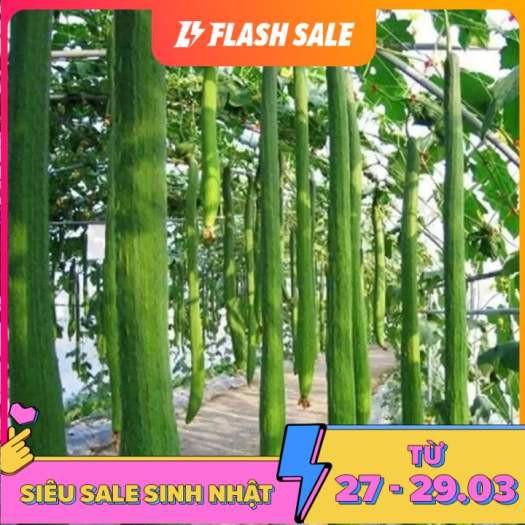 Hạt giống mướp hương siêu dài Thái lan - gói 50 hạt