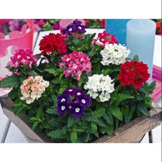 500 HẠT GIỐNG HOA CÚC INDO NHIỀU MÀU ( hoa cúc vân anh)