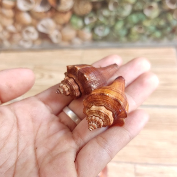 Vỏ ốc đùi gà trang trí màu sắc ngẫu nhiên