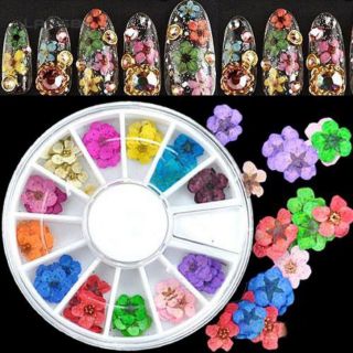 Hoa khô ẩn gel 5 cánh