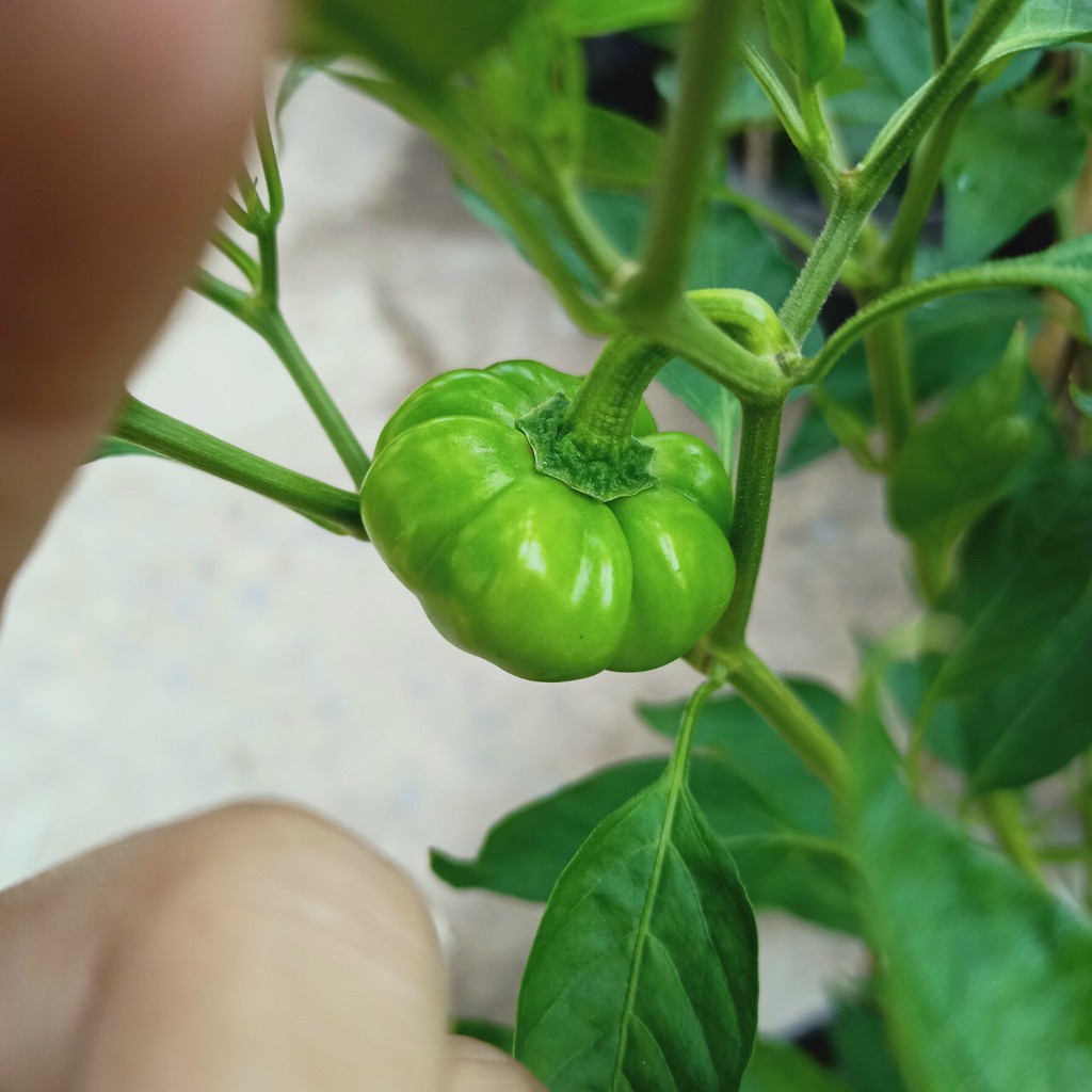 Hạt giống ớt bí ngô PUMPKIN F1 KNS1178 - Gói 5 hạt