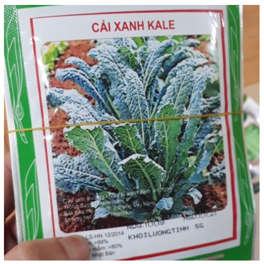 Cải xanh kale