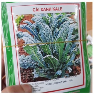 Cải xanh kale
