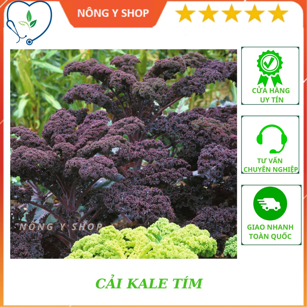 (Túi 8 hạt trồng thử) - Hạt giống cải kale tím, cải xoăn tím lai F1 Rạng Đông RADO 214