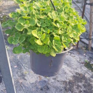 Sen Thơm Đuổi Muỗi Và Côn Trùng
