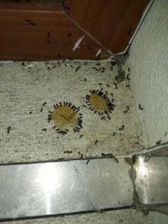 Thuốc diệt kiến dán tận gốc