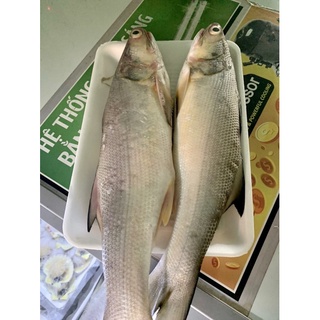 Cá chét , nguyên con ~0.5kg