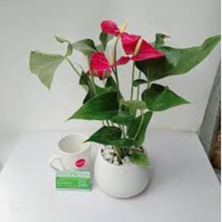 CÂY HỒNG MÔN chậu SỨ TRÒN - Cây cảnh đẹp phong thủy để bàn Free ship toàn quốc