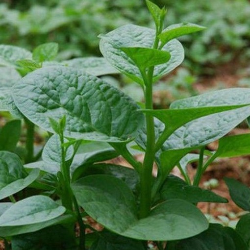 Giống Rau Mồng Tơi