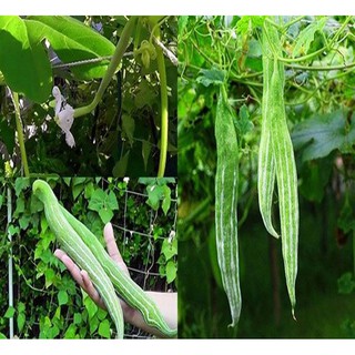 Hạt giống Lặc lày - Rau củ quả trồng tại vườn, sân thượng, nông trang, ban công