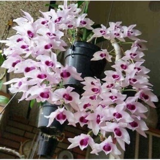 🍀BAO CHẤT🍀Hoa Lan phi điệp