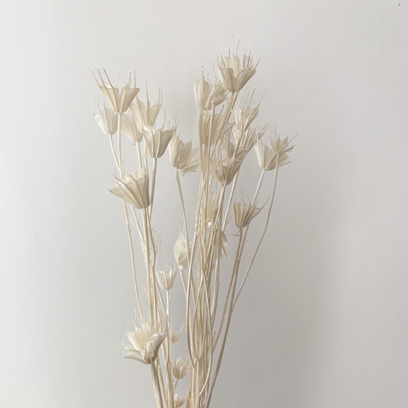 Hoa Khô Trang trí decor Hoa khô Kim Cương Nigella