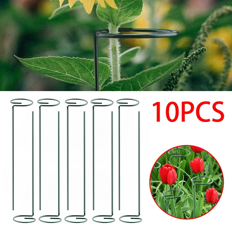 Hot sale! Thanh Đỡ Hỗ Trợ Trồng Cây Cà Chua amaryllis