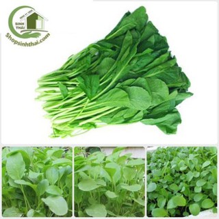 Hạt giống rau cải ngọt