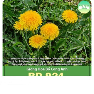 Hạt giống hoa bồ công anh 1gr