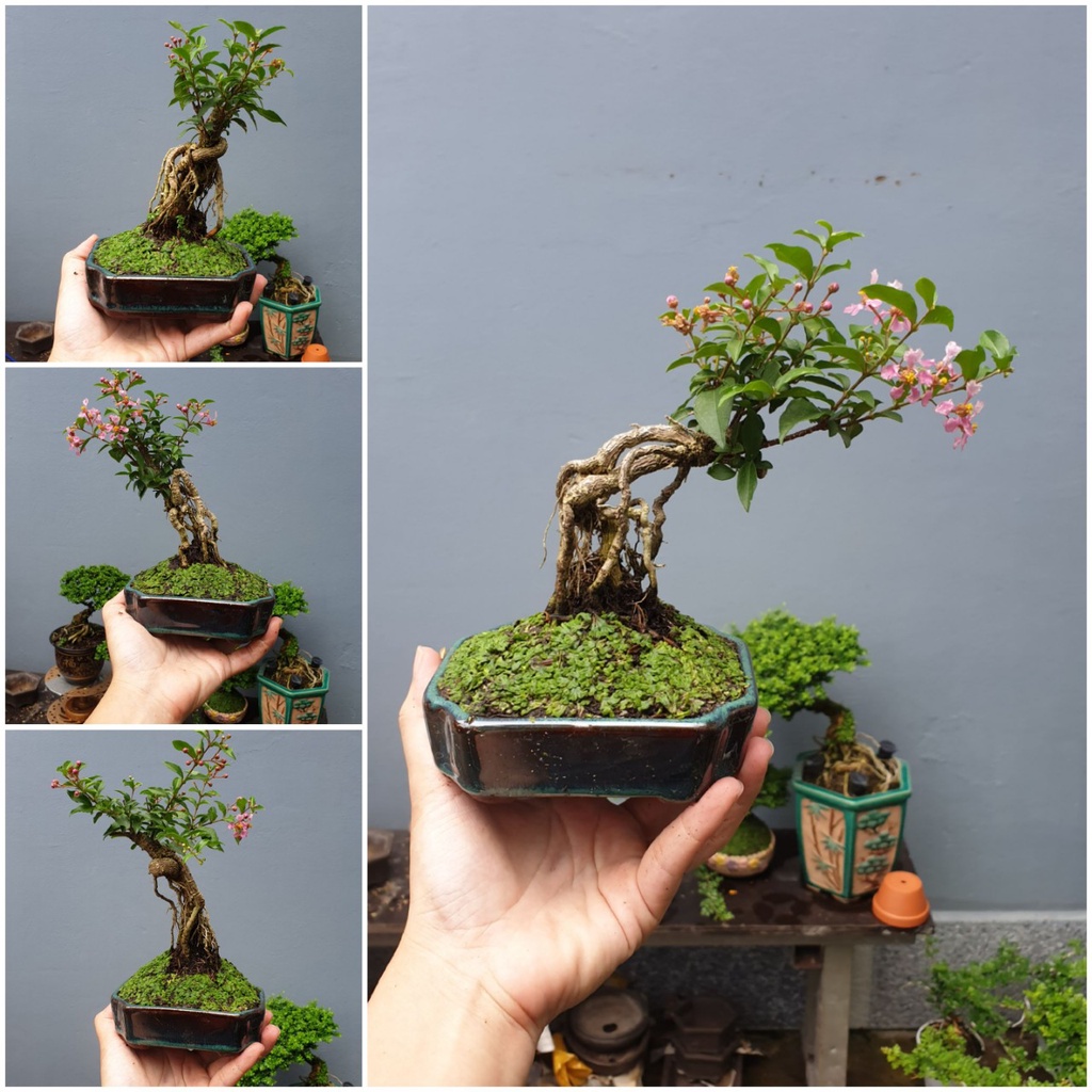 Bonsai mini Hồng ngọc mai để bàn giao kèm chậu (ib shop để chọn mẫu cây)