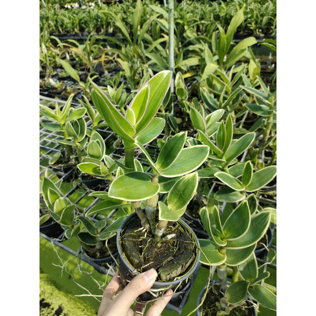 Dendro Nắng Chớp Vàng Thongchai Gold