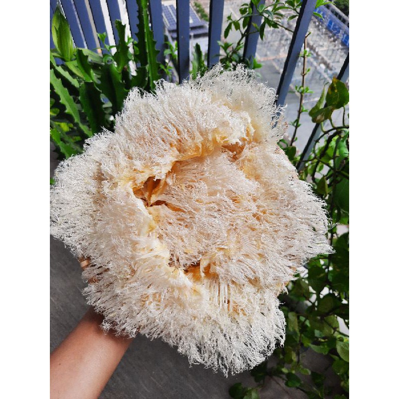 Vi Cá nấu súp thượng hạng ( 50g )