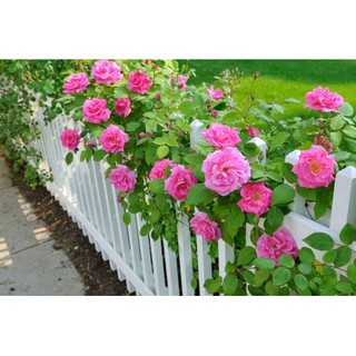 Hạt giống hoa Hồng Leo Pháp Mix nhiều màu (French Climbing Rose)