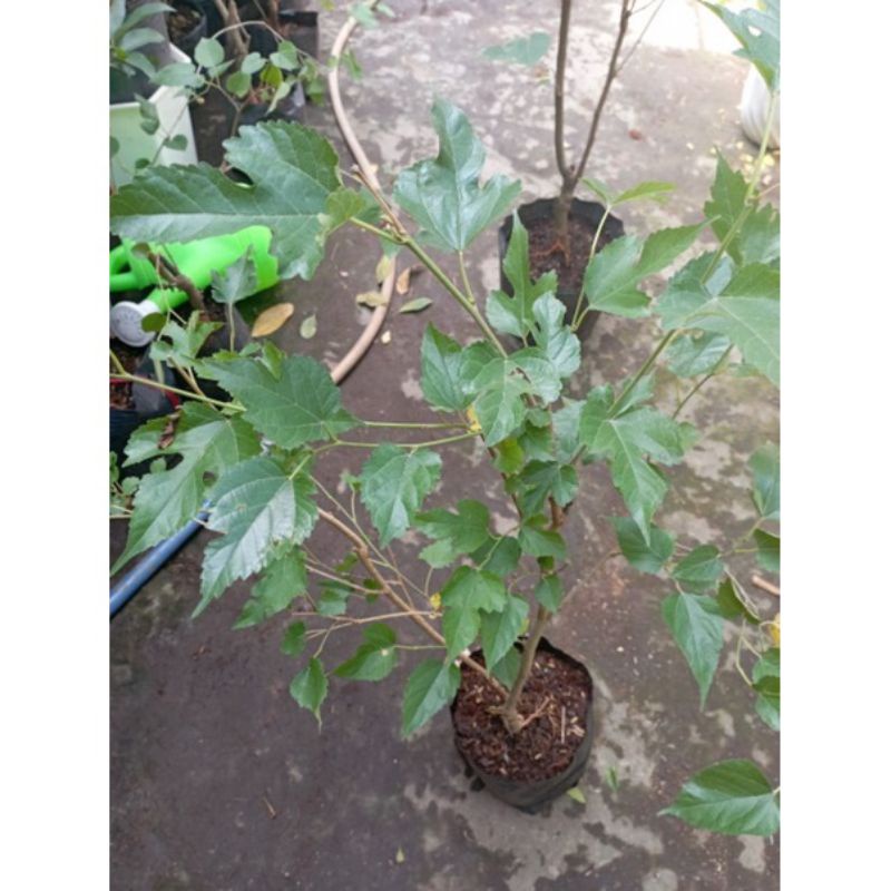Cây dâu tằm ăn siêu trái, để tạo bonsai
