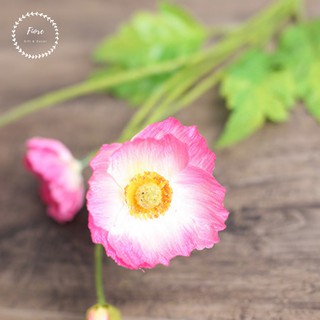 Cành hoa Poppy Trắng