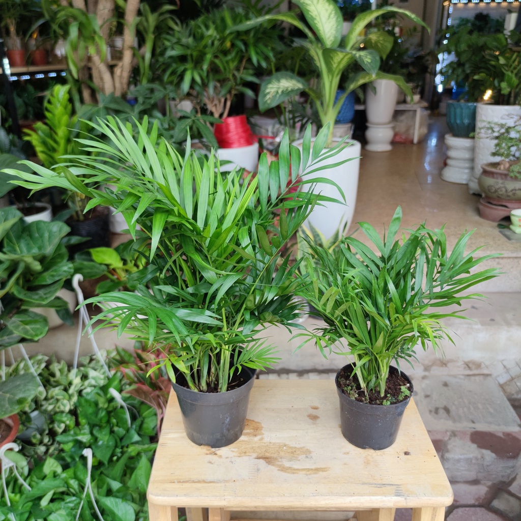 Cây cau tiểu châm kèm chậu sứ ,cây lọc không khí hút mùi phong thủy nội thất cao 30-45cm