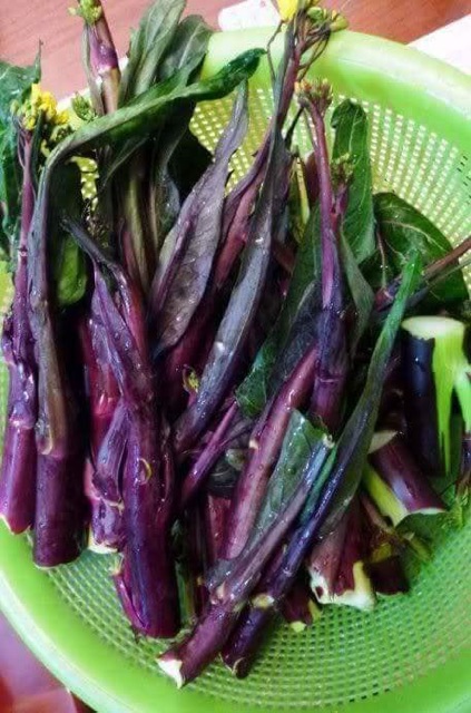 Hạt giống cài ngồng đỏ sanzi