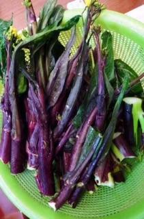 Hạt giống Ngồng Cải Ngọt Đỏ Siêu Đọt - Gói 3gram - Nảy 90%